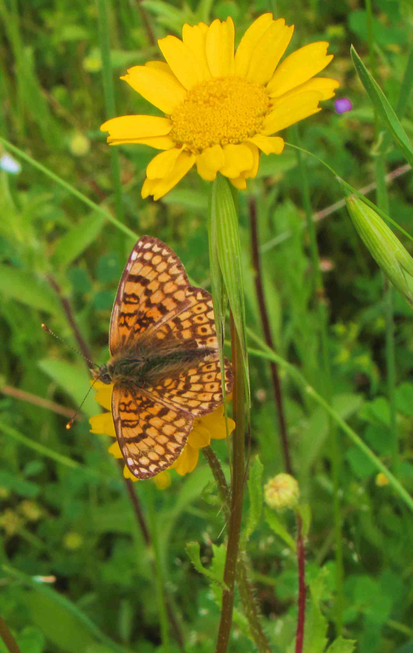 Melitaea cinxia